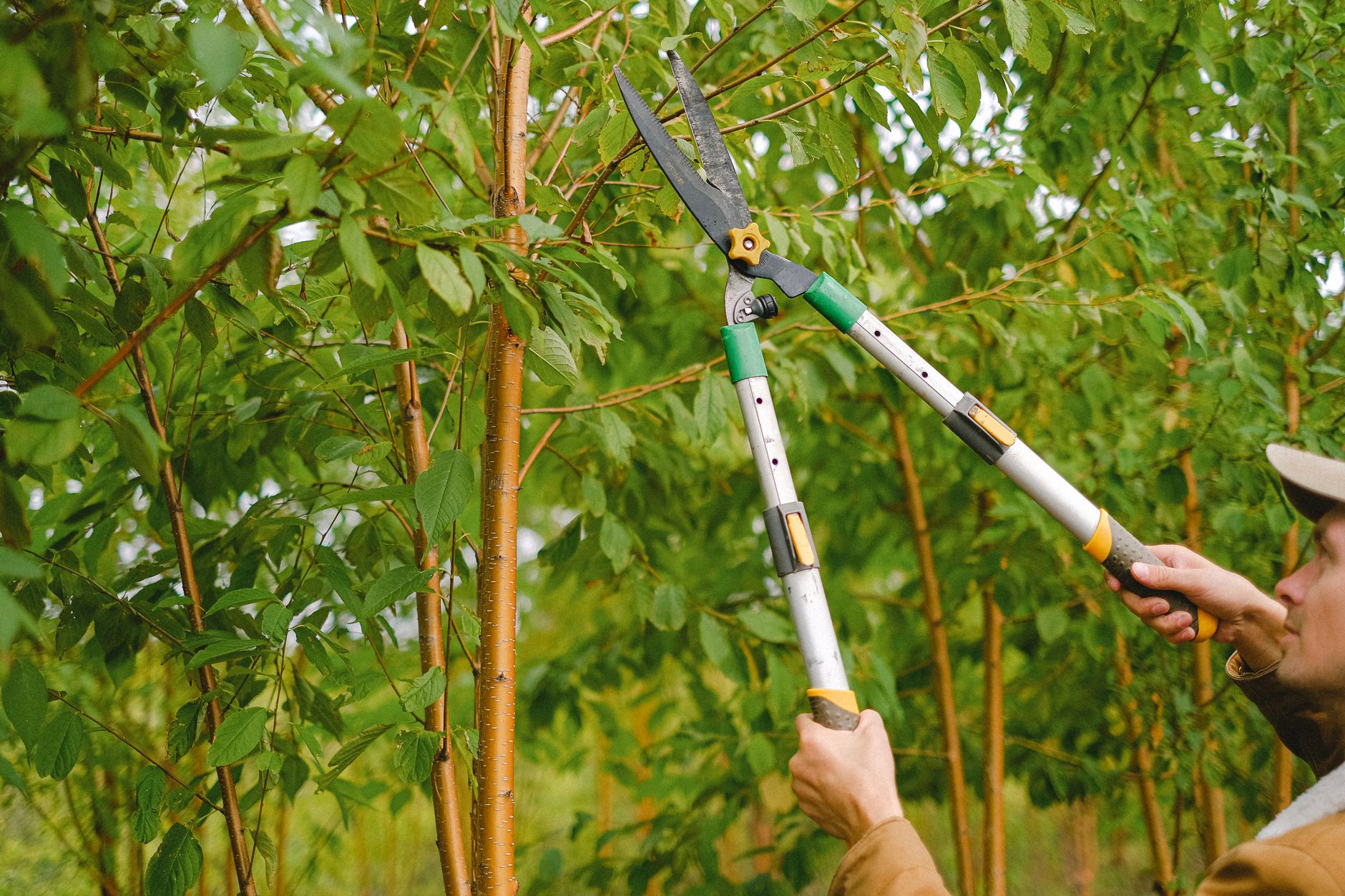 tree trimming LOPEZ at work