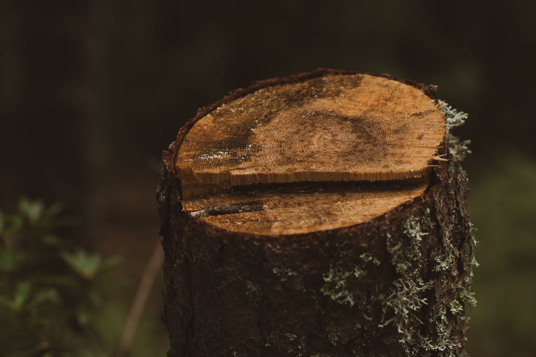 Crown Trimming – Boerne