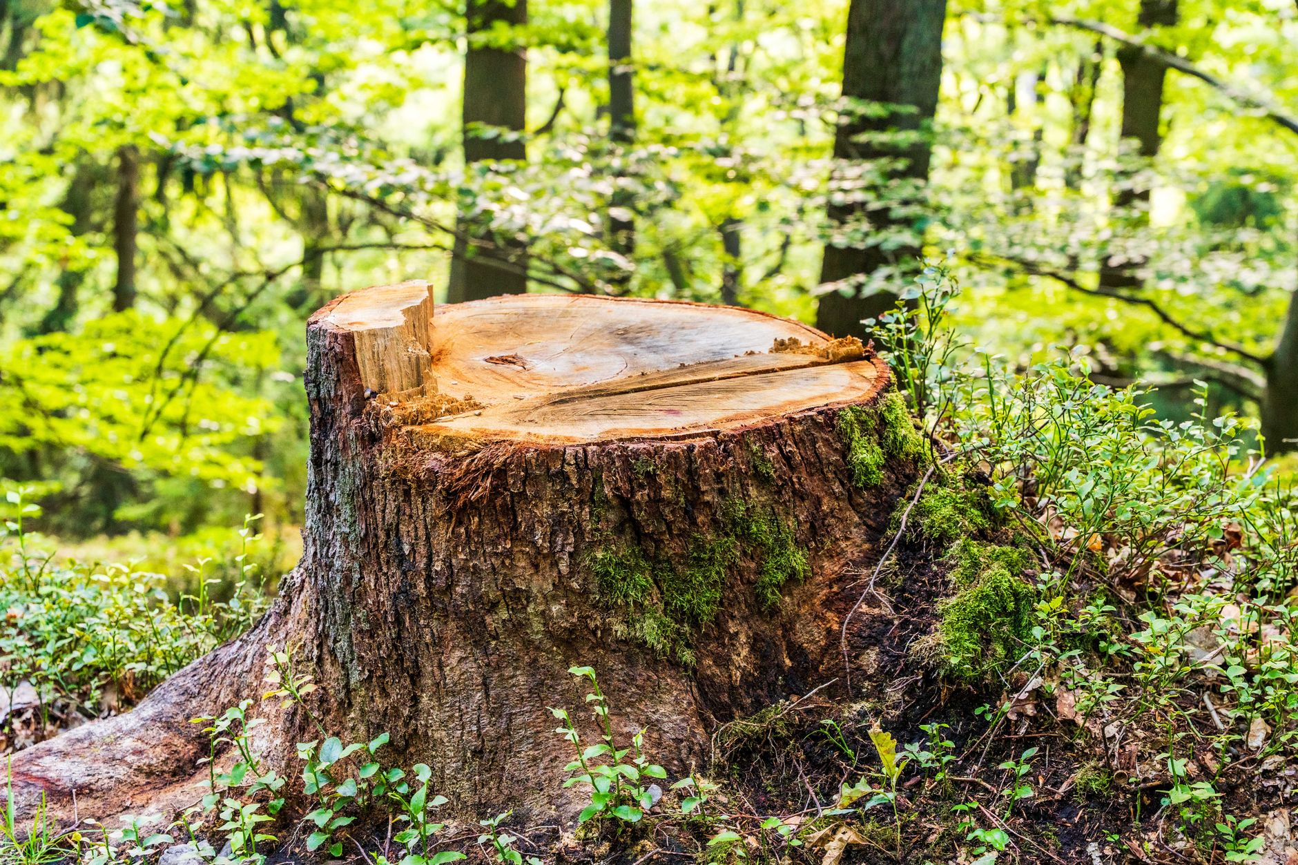 Storm Clean-Up – Boerne