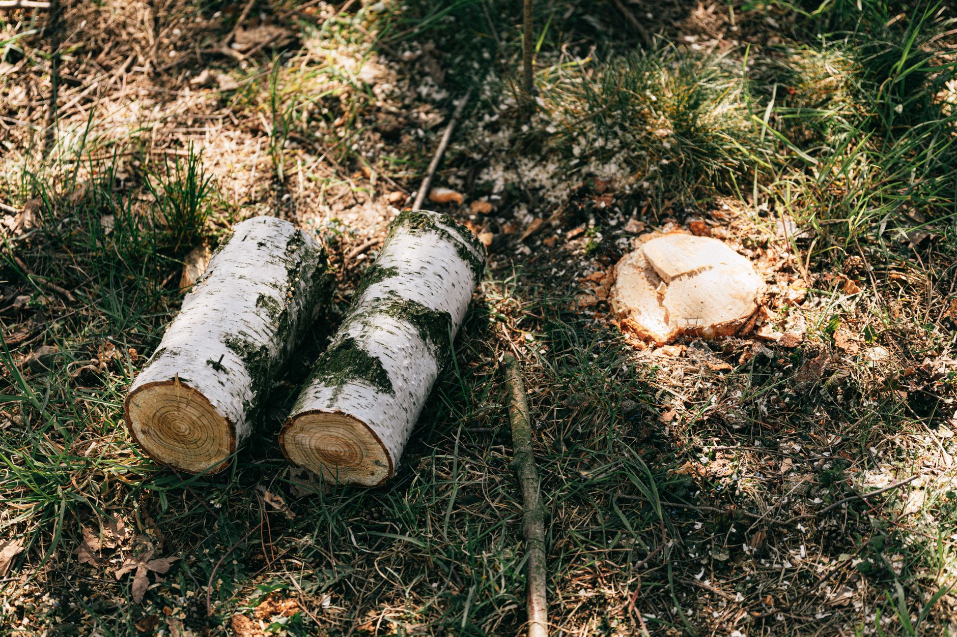 Deadwood Pruning – Boerne