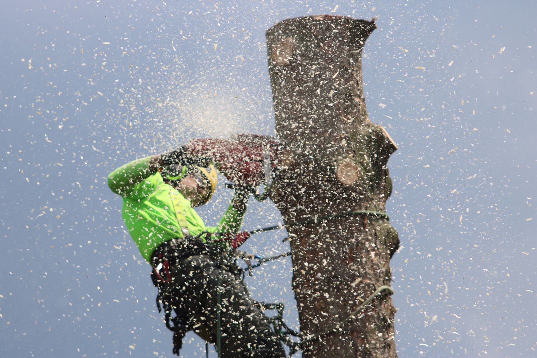 Hedge Work – Boerne